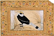 "Great Hornbill", Folio from the Shah Jahan Album, Painting by Mansur (active ca. 1589–1626), Ink, opaque watercolor, and gold on paper